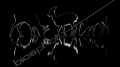 Biosphoto | 2505035 | Chevreuil (Capreolus capreolus) groupe au bord d'un un lac de nuit, Slovaquie | &copy; Ervin Horesnyík / Biosphoto