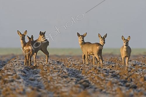 Biosphoto | 2609666 | Chevreuil (Capreolus capreolus), groupe de six se tenant dans un champ le matin avec du givre, district de Bad Dürkheim, Rhénanie-Palatinat, République fédérale d'Allemagne. | &copy; McPHOTO / Mathias Sc / imageBROKER / Biosphoto