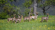 Biosphoto | 2512321 | Chevreuil (Capreolus capreolus) harde en pelage de mue printanière, Parc naturel régional des Vosges du Nord, France | &copy; Michel Rauch / Biosphoto