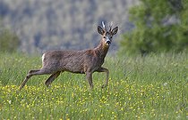 Biosphoto | 2469560 | Chevreuil (Capreolus capreolus) mâle, Parc naturel régional des Vosges du Nord, France | &copy; Michel Rauch / Biosphoto