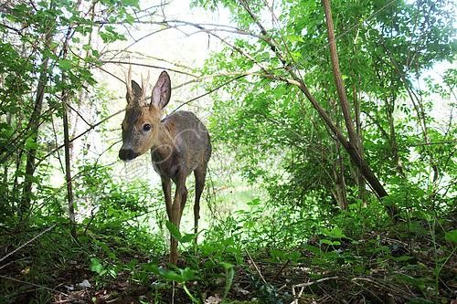 Biosphoto | 2620606 | Chevreuil (Capreolus capreolus) marchant en sous bois, France | &copy; Stéphan Bonneau / Biosphoto