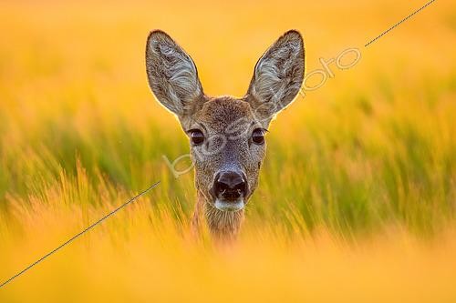 Biosphoto | 2433349 | Chevreuil (Capreolus capreolus) portrait au coucher du soleil, Slovaquie | &copy; Ervin Horesnyík / Biosphoto