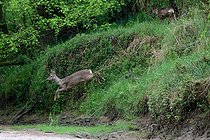 Biosphoto | 2602152 | Chevreuil d'Europe (Capreolus capreolus) femelle sortant de la forêt ligérienne pour gagner un bras de Loire à sec, Val de Loire, France | &copy; Pierre Vernay / Biosphoto