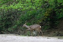 Biosphoto | 2602153 | Chevreuil d'Europe Capreolus capreolus) femelle dans un bras de Loire, Réserve naturelle du Val de Loire, vers Pouilly, France | &copy; Pierre Vernay / Biosphoto