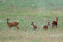 Biosphoto | 2609232 | Chevreuils (Capreolus capreolus) famille dans une prairie à 1 km du centre de Cosne-Cours-sur-Loire en août, Nièvre, France | &copy; Pierre Vernay / Biosphoto