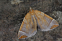 Biosphoto | 2609802 | Chevron (Eulithis testata) male imago, caterpillars feeding primarily on the leaves of poplars, willows, and heathers, Plédéliac, La Hunaudaye State Forest, Côtes-d'Armor, Brittany, France. | &copy; Dominique Halleux / Biosphoto