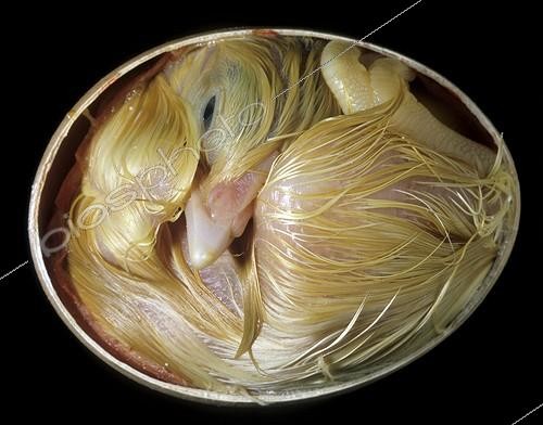 Biosphoto | 28506 | Chick embryo of 20 days | &copy; Jean-Michel Labat / Biosphoto