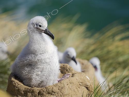 Biosphoto | 2626267 | Chick on nest. Black-browed albatross (Thalassarche melanophris) or Mollymauk. South America, Falkland Islands, Saunders Island, summer | &copy; Martin Zwick / Biosphoto