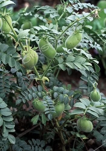 Biosphoto | 1958683 | Chick peas of Alger in a kitchen garden | &copy; Gilles Le Scanff & Joëlle-Caroline Mayer / Biosphoto