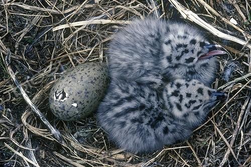 Biosphoto | 130069 | Chicks and egg of Gull herring in the nest  | &copy; Gilles Martin / Biosphoto