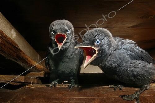 Biosphoto | 78623 | Chicks of Jackdaw of the turns calling the adults [AT] ; In the nest Provence France May [AT] | &copy; Pierre Huguet-Dubief / Biosphoto