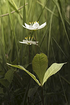 Biosphoto | 2608971 | Chickweed-wintergreen (Trientalis europae), Ardennes, Belgium - Protected plant, Emblem of the High Fens Reserve | &copy; Christian Cabron / Biosphoto