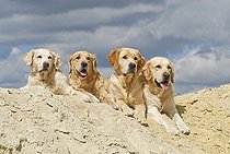 Biosphoto | 1482160 | Chien | &copy; Picani / imageBROKER / Biosphoto