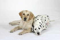 Biosphoto | 1501361 | Chien | &copy; Arco Images / Wegner Petra / imageBROKER / Biosphoto