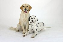 Biosphoto | 1501405 | Chien | &copy; Arco Images / Wegner Petra / imageBROKER / Biosphoto