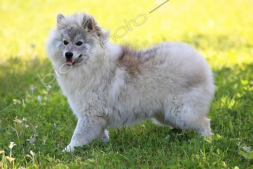 Biosphoto | 2604315 | Chien de race pomsky debout dans un jardin | &copy; Eric Guilloret / Biosphoto