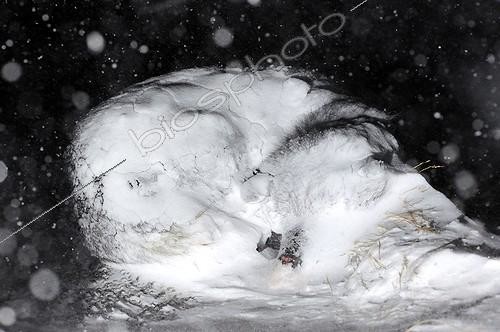 Biosphoto | 721815 | Chien de traîneau dormant sous la neige Groenland ; Nuit polaire | &copy; Pierre Vernay / Polar Lys / Biosphoto
