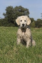 Biosphoto | 1457466 | Chien | &copy; Caroline Brinkmann / imageBROKER / Biosphoto