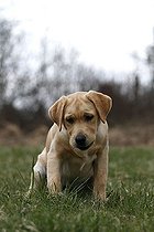 Biosphoto | 1447517 | Chien | &copy; Juergen Mueller / imageBROKER / Biosphoto