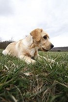 Biosphoto | 1516289 | Chien | &copy; Juergen Mueller / imageBROKER / Biosphoto