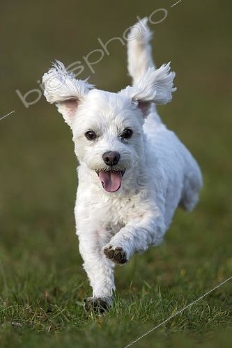 Biosphoto | 2593608 | Chien domestique, bichon maltais courant dans une prairie, Vorarlberg, Autriche, Europe | &copy; Reinhard Hölzl / imageBROKER / Biosphoto