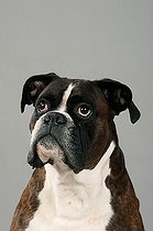 Biosphoto | 1465980 | Chien | &copy; Arco Images / Wegner Petra / imageBROKER / Biosphoto