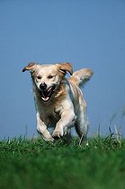 Biosphoto | 1459377 | Chien | &copy; Arco Images / Wegner Petra / imageBROKER / Biosphoto
