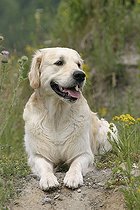 Biosphoto | 1465917 | Chien | &copy; Arco Images / Wegner Petra / imageBROKER / Biosphoto
