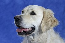 Biosphoto | 1465966 | Chien | &copy; Arco Images / Wegner Petra / imageBROKER / Biosphoto