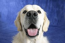 Biosphoto | 1466218 | Chien | &copy; Arco Images / Wegner Petra / imageBROKER / Biosphoto