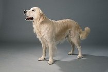 Biosphoto | 1501531 | Chien | &copy; Arco Images / Wegner Petra / imageBROKER / Biosphoto