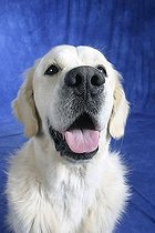 Biosphoto | 1521275 | Chien | &copy; Arco Images / Wegner Petra / imageBROKER / Biosphoto