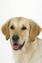 Biosphoto | 1528439 | Chien | &copy; Arco Images / Wegner Petra / imageBROKER / Biosphoto