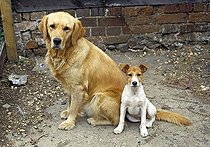 Biosphoto | 1634289 | Chien | &copy; David Davies / imageBROKER / Biosphoto