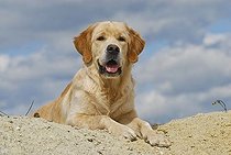 Biosphoto | 1186525 | Chien | &copy; Picani / imageBROKER / Biosphoto