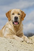 Biosphoto | 1462794 | Chien | &copy; Picani / imageBROKER / Biosphoto