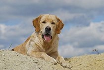 Biosphoto | 1527212 | Chien | &copy; Picani / imageBROKER / Biosphoto