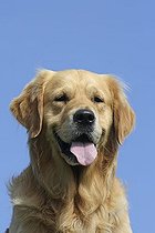 Biosphoto | 1527783 | Chien | &copy; Caroline Brinkmann / imageBROKER / Biosphoto