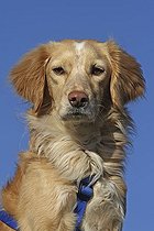Biosphoto | 1463161 | Chien | &copy; Caroline Brinkmann / imageBROKER / Biosphoto