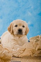 Biosphoto | 1445683 | Chien | &copy; Picani / imageBROKER / Biosphoto