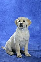 Biosphoto | 1462451 | Chien | &copy; Arco Images / Wegner Petra / imageBROKER / Biosphoto