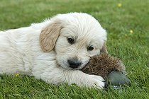 Biosphoto | 1480776 | Chien | &copy; Naturfoto-Online / imageBROKER / Biosphoto
