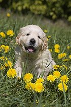 Biosphoto | 1528668 | Chien | &copy; Lutz Gerken / imageBROKER / Biosphoto