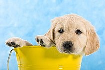 Biosphoto | 1462910 | Chien | &copy; Picani / imageBROKER / Biosphoto