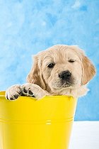 Biosphoto | 1481460 | Chien | &copy; Picani / imageBROKER / Biosphoto