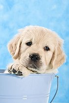 Biosphoto | 1527938 | Chien | &copy; Picani / imageBROKER / Biosphoto