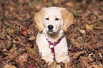 Biosphoto | 1481574 | Chien | &copy; Alessandra Sarti / imageBROKER / Biosphoto