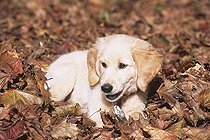 Biosphoto | 1522064 | Chien | &copy; Alessandra Sarti / imageBROKER / Biosphoto