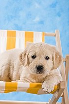 Biosphoto | 1508523 | Chien | &copy; Picani / imageBROKER / Biosphoto