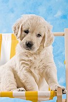 Biosphoto | 1509585 | Chien | &copy; Picani / imageBROKER / Biosphoto